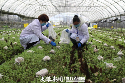 黔西强化农产品质量监管 筑牢舌尖安全第一道防线