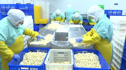 从田间到世界 全国农产品出口销冠县的破局之道