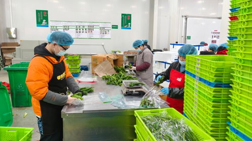 不打烊不断档 吕巷全力守护春节“菜篮子” 这些“家门口”的果蔬你尝过吗