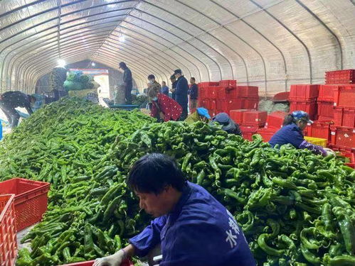 新电商赋能农产品上行 南京人日啖万斤芜湖辣椒